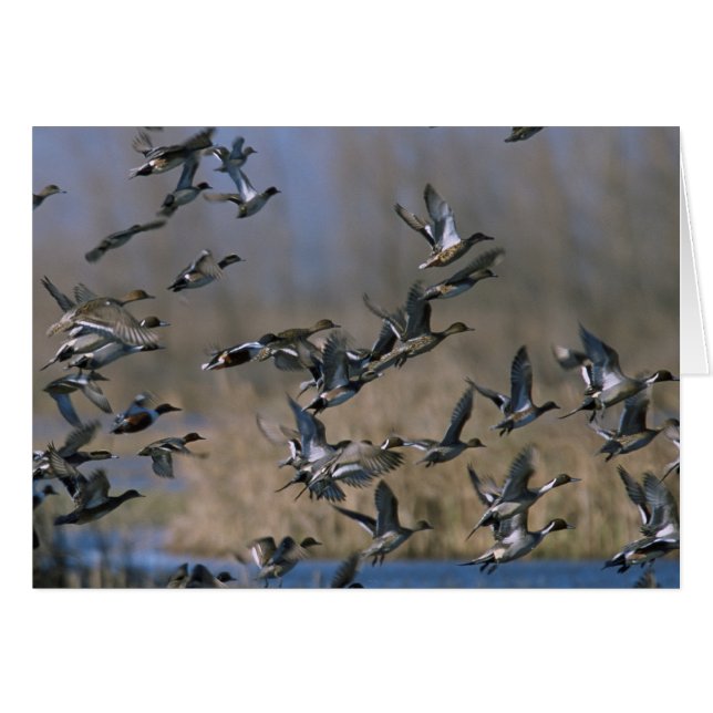 Pintails in Flight Hälsningskort (Framsidan Horizontal)