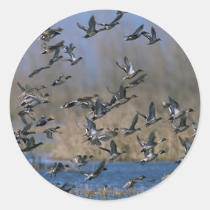 Pintails in Flight Runt Klistermärke
