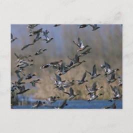 Pintails in Flight Vykort