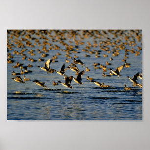 Pintails Poster