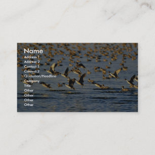 Pintails Visitkort