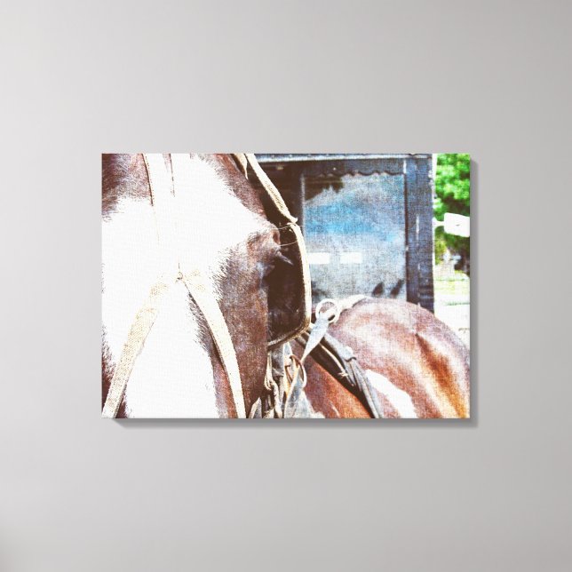 Pinto Amish Buggy Horse Canvastryck (Framsida)