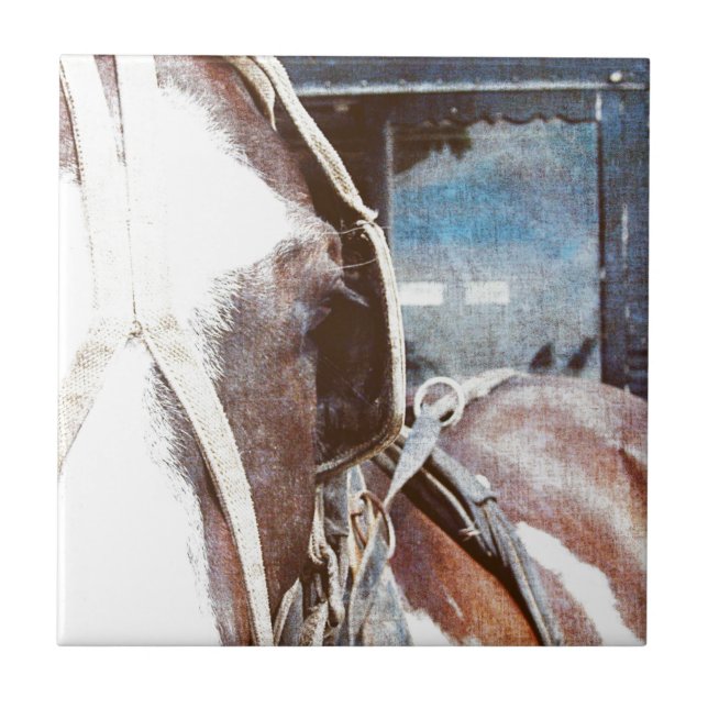 Pinto Amish Buggy Horse Kakelplatta (Framsidan)