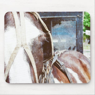 Pinto Amish Buggy Horse Musmatta