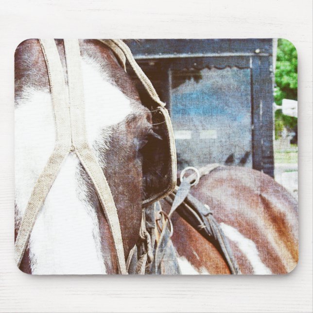 Pinto Amish Buggy Horse Musmatta (Framsidan)