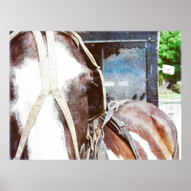 Pinto Amish Buggy Horse Poster (Framsidan)