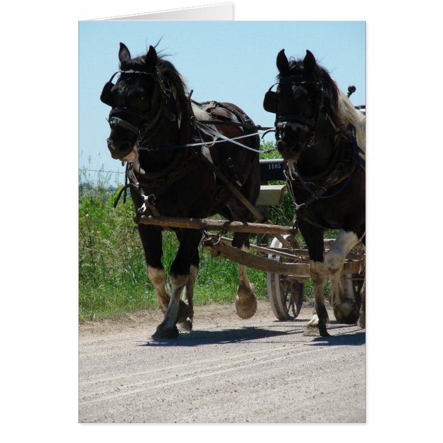 Pinto Amish Draft Horses Hälsningskort (Framsidan)