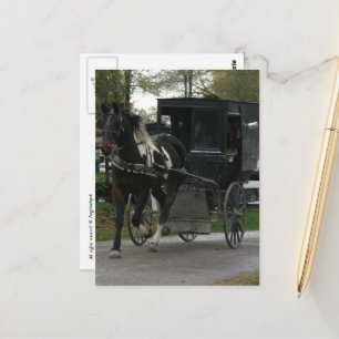 Pinto Amish häst och vagn Vykort