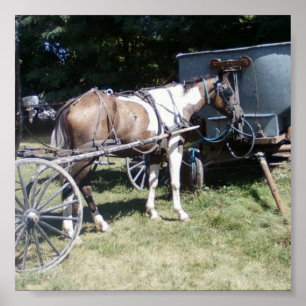 Pinto Amish Horse Poster