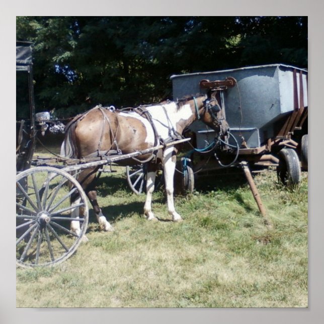 Pinto Amish Horse Poster (Framsidan)