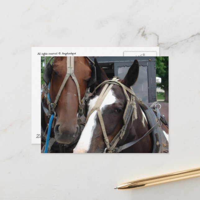 Pinto Amish Horse Solid Amish Horse and Buggies Vykort (Fram/Back In Situ)