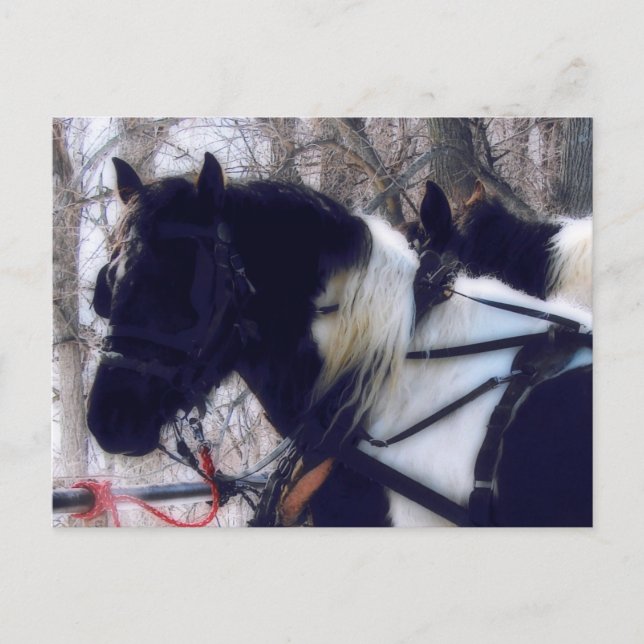 Pinto Draft Hästar Rural Iowa Fotografi  Vykort (Framsida)