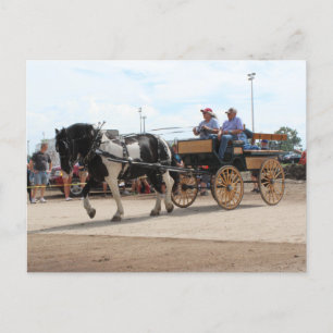 Pinto Draft Horse 2018 Mt. Pleasant, Iowa Vykort
