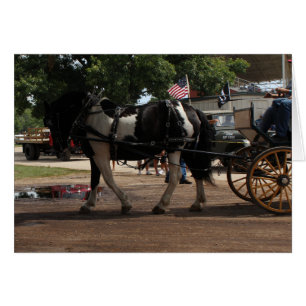 Pinto Draft Horse Hälsningskort