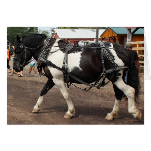Pinto Draft Horse Hälsningskort