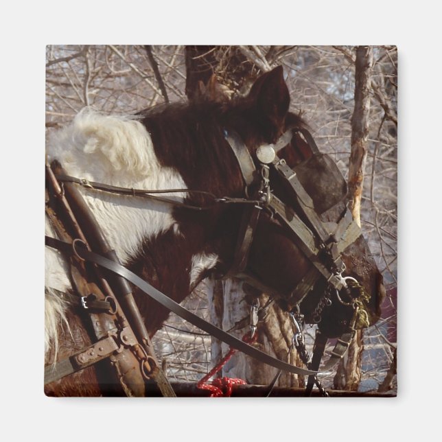 Pinto Draft Horse Magnet (Framsidan)