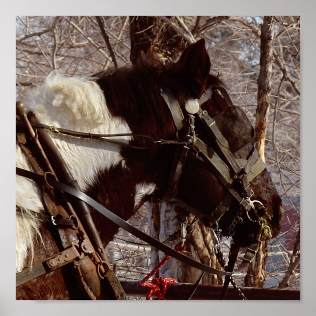 Pinto Draft Horse Poster (Framsidan)