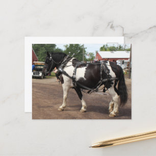 Pinto Draft Horse Vykort