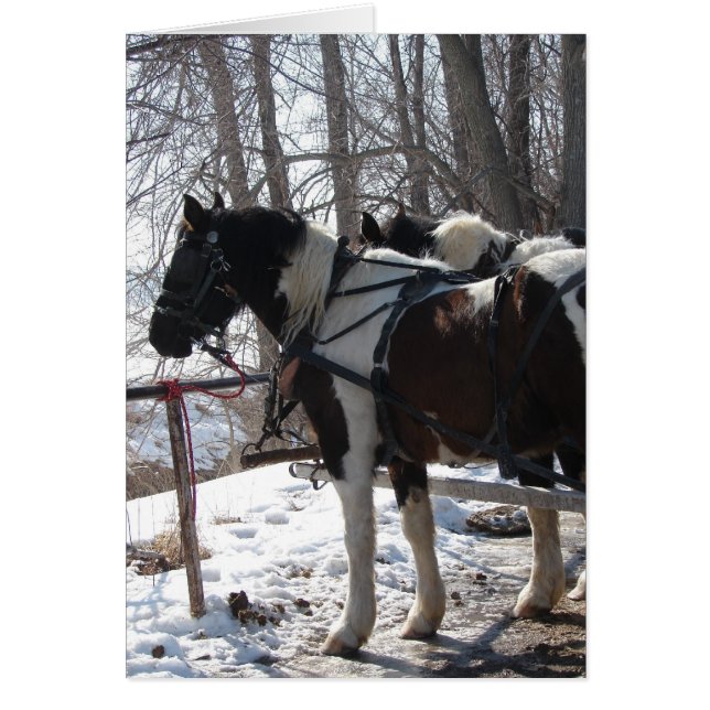 Pinto Draft Horses Hälsningskort (Framsidan)