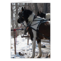 Pinto Draft Horses