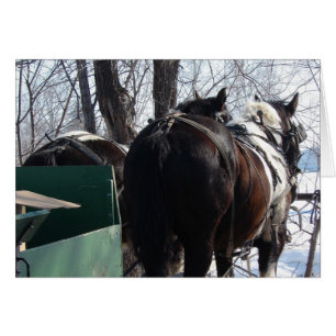 Pinto Draft Horses Hälsningskort