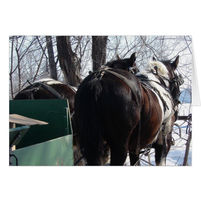 Pinto Draft Horses Hälsningskort (Framsidan Horizontal)