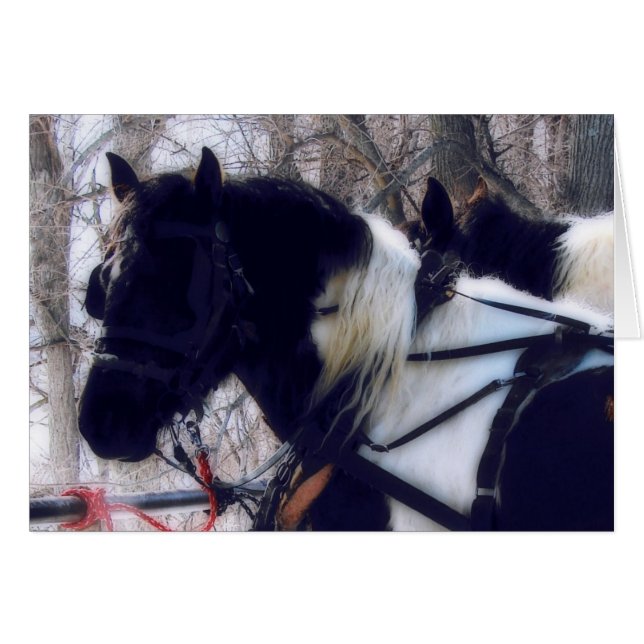 Pinto Draft Horses Hälsningskort (Framsidan Horizontal)