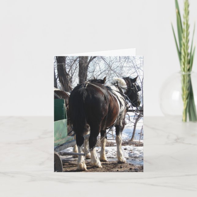 Pinto Draft Horses Kort (Framsida)