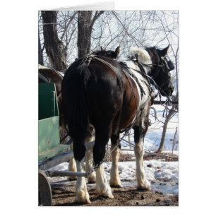 Pinto Draft Horses OBS Kort