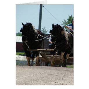 Pinto Draft Pair Hälsningskort