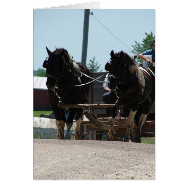 Pinto Draft Pair Hälsningskort (Framsidan)