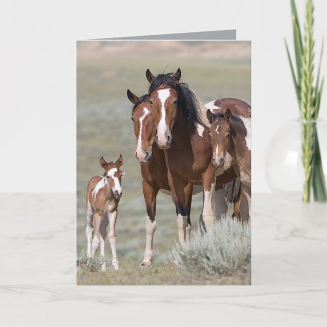 Pinto Family Vild Horse Greeting Card Kort (Framsida)