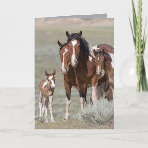 Pinto Family Vild Horse Greeting Card Kort
