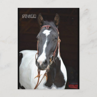 Pinto Filly med namnet hästpostkort ’Sugar’ Vykort