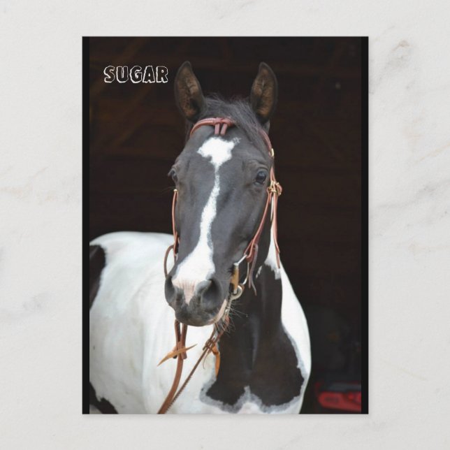 Pinto Filly med namnet hästpostkort ’Sugar’ Vykort (Framsida)