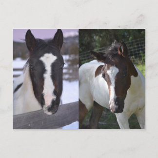 pinto filly Shasta Vykort