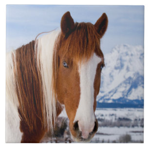 Pinto-häst Mount Moran på vintern Kakelplatta