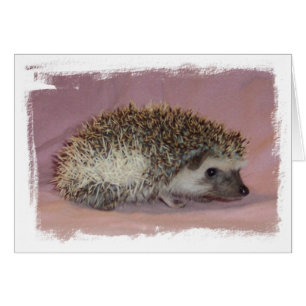 Pinto Hedgehog Hälsningskort