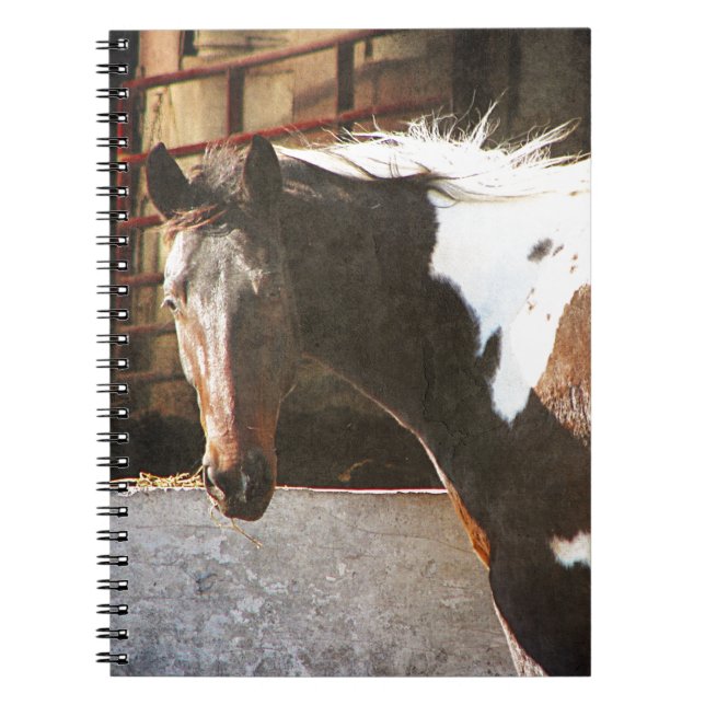 Pinto Horse Anteckningsbok Med Spiral (Framsidan)