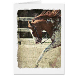 Pinto Horse Blank Inside Greeting Card Hälsningskort