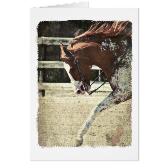 Pinto Horse Blank Inside Greeting Card Hälsningskort (Framsidan)