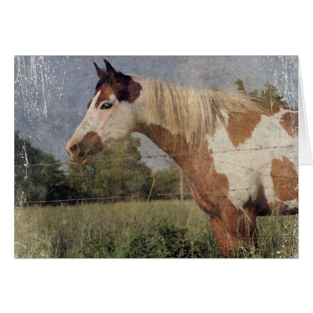 Pinto Horse Grunge Hälsningskort (Framsidan Horizontal)
