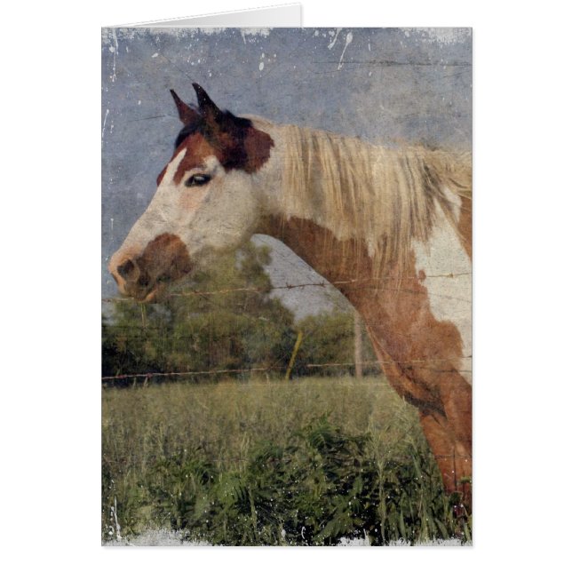 Pinto Horse Grunge Hälsningskort (Framsidan)