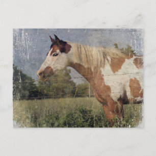 Pinto Horse Grunge Vykort