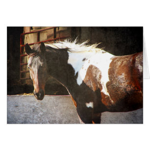 Pinto Horse Hälsningskort