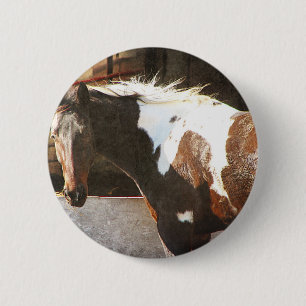 Pinto Horse Knapp