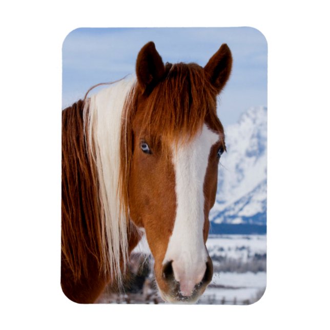 Pinto Horse Mount Moran i Winter Magnet (Vertikal)