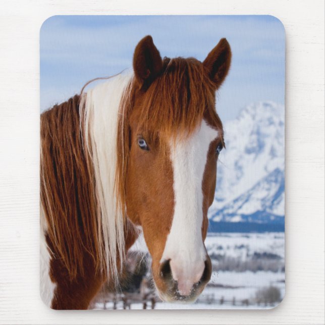 Pinto Horse Mount Moran i Winter Musmatta (Framsidan)
