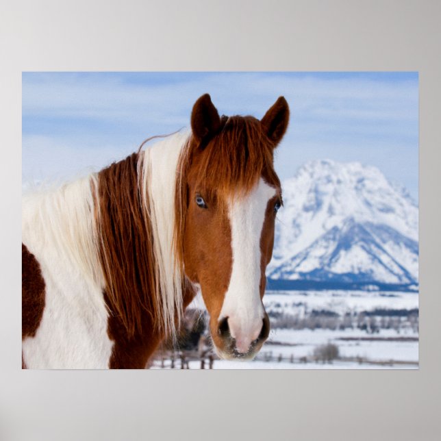 Pinto Horse Mount Moran i Winter Poster (Framsidan)