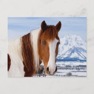 Pinto Horse Mount Moran i Winter Vykort